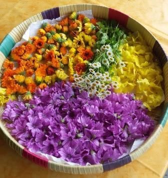 Fußreflexzonen-Therapie, Kräuter-und Wildpflanzen, Naturheilkunde