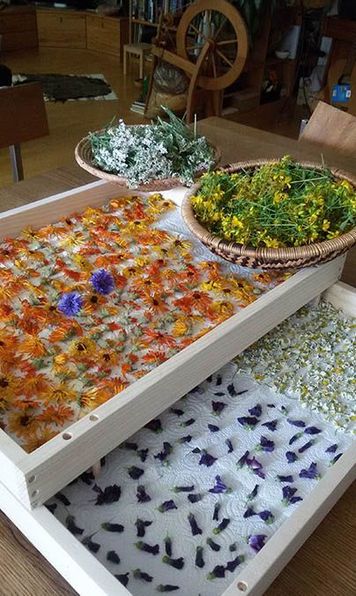 Fußreflexzonen-Therapie, Kräuter-und Wildpflanzen, Naturheilkunde