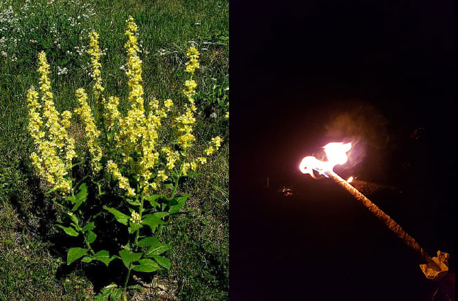 Fackeln aus Königskerzen